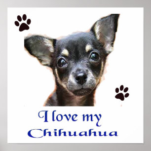 Chihuahua Poster