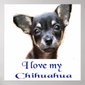 Chihuahua Poster (Vorne)
