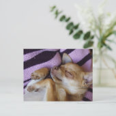 Chihuahua Postkarte (Stehend Vorderseite)