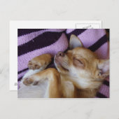 Chihuahua Postkarte (Vorne/Hinten)