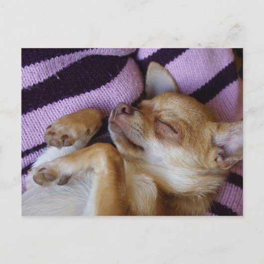 Chihuahua Postkarte (Vorderseite)