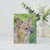 Chihuahua Postkarte (Stehend Vorderseite)