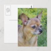 Chihuahua Postkarte (Vorne/Hinten)
