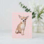 Chihuahua Postkarte (Stehend Vorderseite)