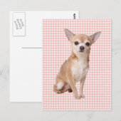 Chihuahua Postkarte (Vorne/Hinten)