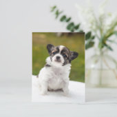 Chihuahua Postkarte (Stehend Vorderseite)