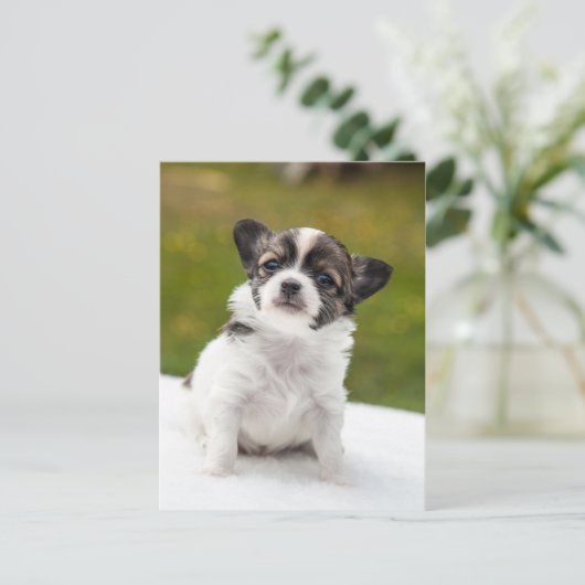 Chihuahua Postkarte (Stehend Vorderseite)