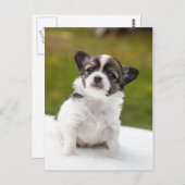 Chihuahua Postkarte (Vorne/Hinten)