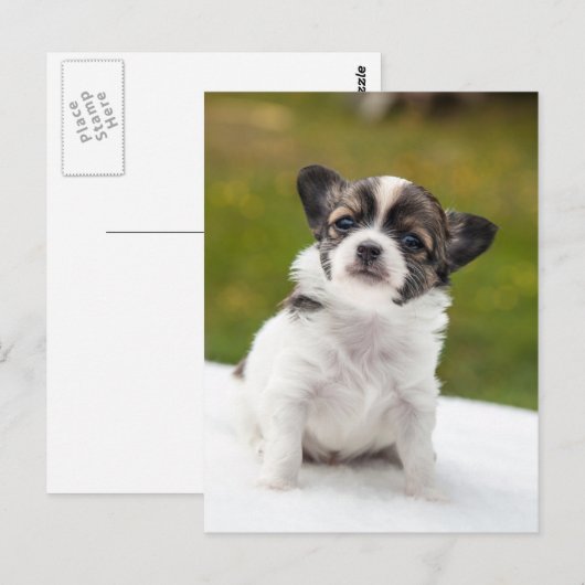 Chihuahua Postkarte (Vorne/Hinten)