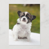 Chihuahua Postkarte (Vorderseite)