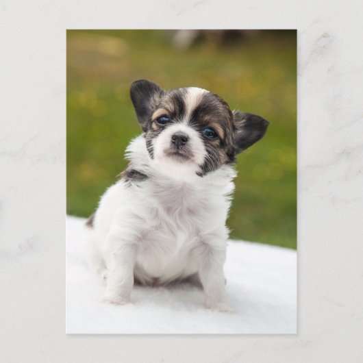 Chihuahua Postkarte (Vorderseite)