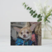 Chihuahua Postkarte (Stehend Vorderseite)