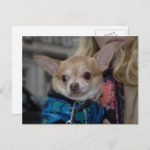 Chihuahua Postkarte (Vorne/Hinten)