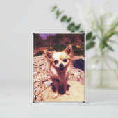 Chihuahua Postkarte (Stehend Vorderseite)