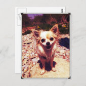 Chihuahua Postkarte (Vorne/Hinten)