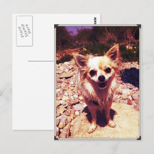 Chihuahua Postkarte (Vorne/Hinten)