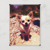 Chihuahua Postkarte (Vorderseite)