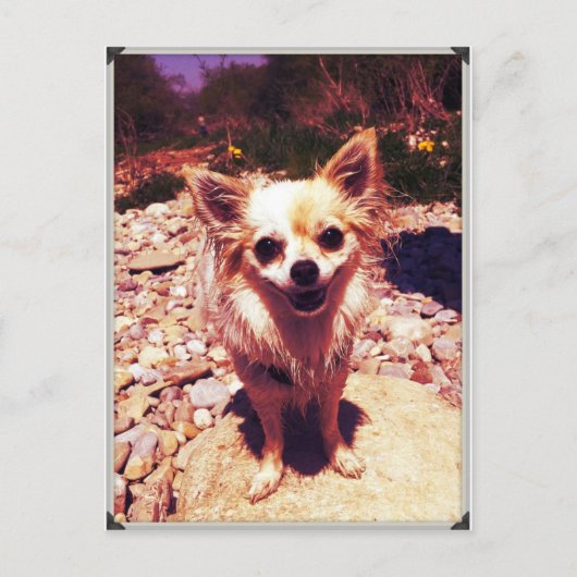 Chihuahua Postkarte (Vorderseite)