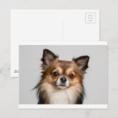 Chihuahua Postkarte (Vorne/Hinten)