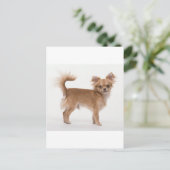Chihuahua Postkarte (Stehend Vorderseite)