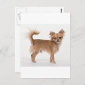 Chihuahua Postkarte (Vorne/Hinten)