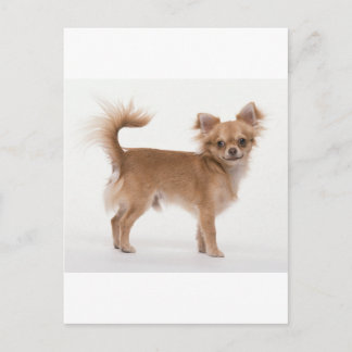 Chihuahua Postkarte