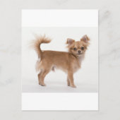 Chihuahua Postkarte (Vorderseite)