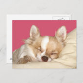 Chihuahua Postkarte (Vorne/Hinten)