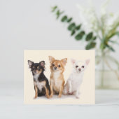 CHIHUAHUA POSTKARTE (Stehend Vorderseite)