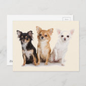 CHIHUAHUA POSTKARTE (Vorne/Hinten)