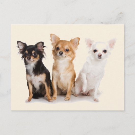 CHIHUAHUA POSTKARTE (Vorderseite)