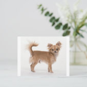 Chihuahua Postkarte (Stehend Vorderseite)