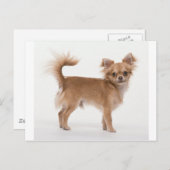 Chihuahua Postkarte (Vorne/Hinten)