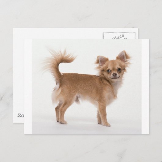 Chihuahua Postkarte (Vorne/Hinten)