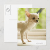 Chihuahua Postkarte (Vorne/Hinten)