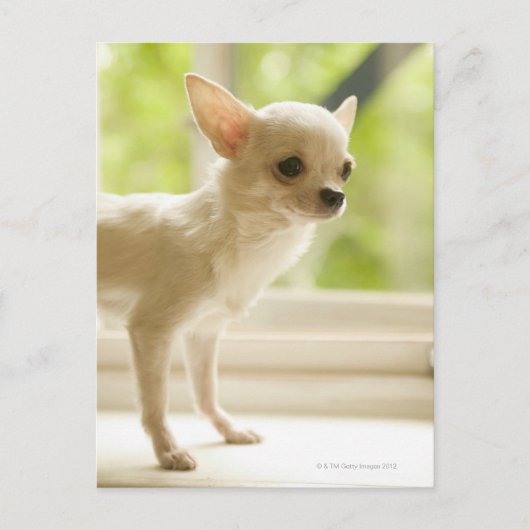 Chihuahua Postkarte (Vorderseite)