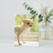 Chihuahua Postkarte (Stehend Vorderseite)