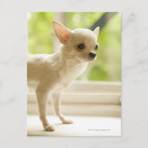 Chihuahua Postkarte