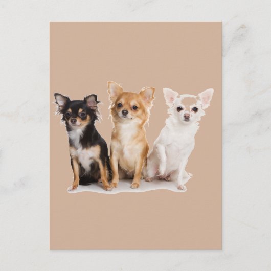 CHIHUAHUA POSTKARTE (Vorderseite)
