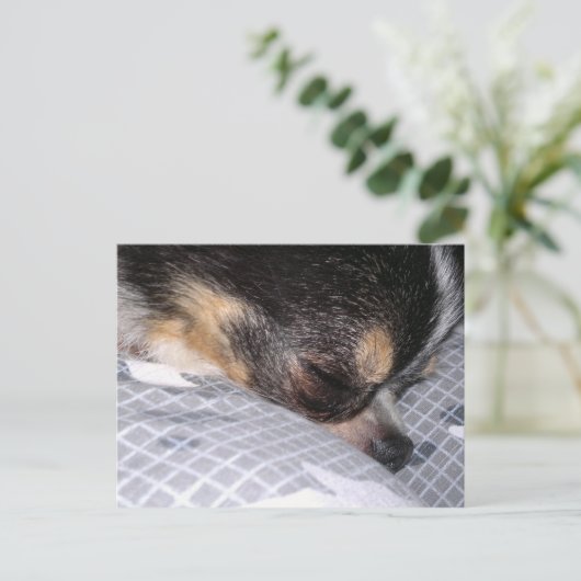 Chihuahua Postkarte (Stehend Vorderseite)