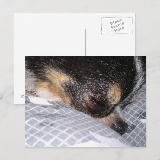 Chihuahua Postkarte (Vorne/Hinten)