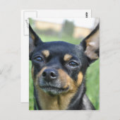 Chihuahua-Postkarte Postkarte (Vorne/Hinten)