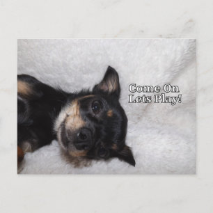 Chihuahua Postkarte spielen