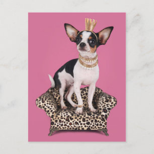 Chihuahua-Prinzessin Postkarte