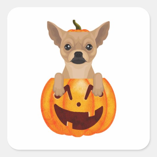 Chihuahua Pumpkin Quadratischer Aufkleber (Vorderseite)