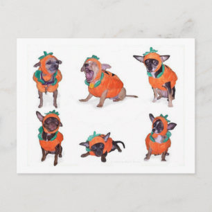Chihuahua Pumpkins Postkarte