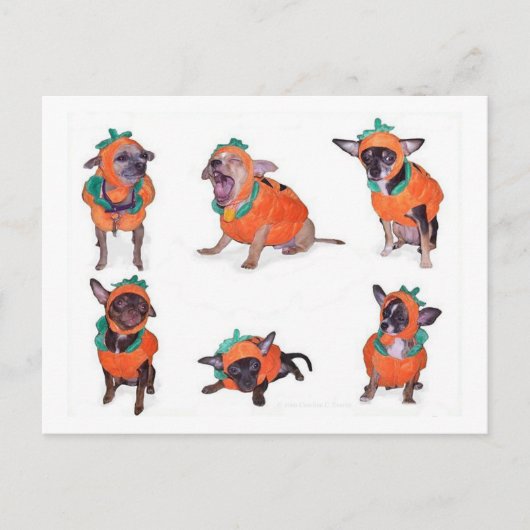 Chihuahua Pumpkins Postkarte (Vorderseite)