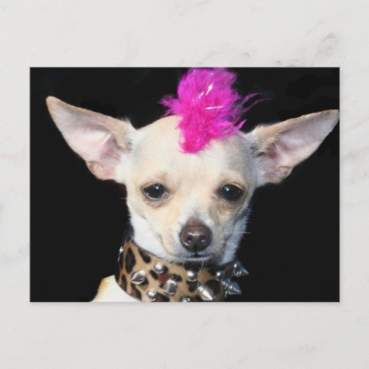 Chihuahua Punk Postcard Postkarte (Vorderseite)