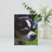 Chihuahua Pup Postkarte (Stehend Vorderseite)