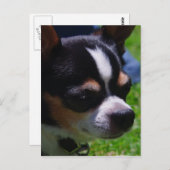 Chihuahua Pup Postkarte (Vorne/Hinten)
